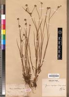 Isotype of Juncus quartinianus A.Rich. [family JUNCACEAE]