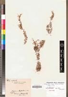 Isotype of Selaginella nivea Alston subsp. nivea [family PTERIDOPHYTA]