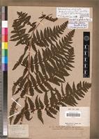 Holotype of Lonchitis glabra Bory [family PTERIDOPHYTA]