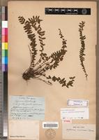 Type of Asplenium marinum Thouars [family PTERIDOPHYTA]