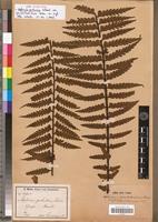 Isosyntype of Asplenium protensum Schrad. var. pseudohorridum Hieron. [family PTERIDOPHYTA]
