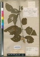 Isotype of Cyathula triuncinella Schinz. [family AMARANTHACEAE]