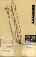 Isotype of Gomphrena denudata Moq. [family AMARANTHACEAE]