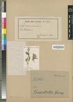 Syntype of Selaginella aristata Spring [family PTERIDOPHYTA]