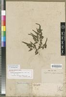 Holotype of Lygodium microstachyum Desv. [family PTERIDOPHYTA]