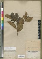 Type of Ficus mutabilis Bureau [family MORACEAE]