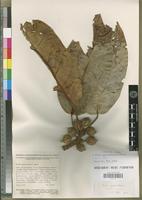 Isoepitype of Ficus granatum G.Forst. [family MORACEAE]