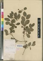 Type of Flueggea obovata Baill. var. luxurians Beille [family EUPHORBIACEAE]