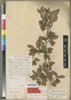 Holotype of Hymenocardia lanceolata Beille [family EUPHORBIACEAE]