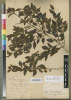 Isotype of Plectronia locuples K. Schum. [family RUBIACEAE]