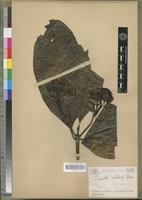 Isotype of Pavetta robusta Bremek. [family RUBIACEAE]