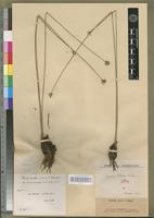 Isosyntype of Cyperus nduru H. Cherm. [family CYPERACEAE]