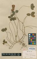 Isotype of Trifolium stipitatum Clos [family FABACEAE-PAPILIONOIDEAE]
