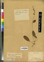 Isotype of Celosia micrantha Baker [family AMARANTHACEAE]