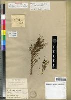 Holotype of Rhagodia parvifolia Moq. [family CHENOPODIACEAE]