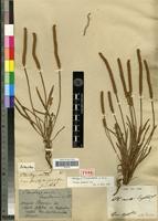 Holotype of Plantago curta Engelm.ex Decne. [family PLANTAGINACEAE]