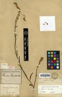 Isotype of Chamissoa blanchetii Moq. [family AMARANTHACEAE]