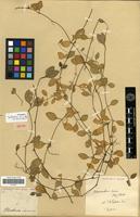 Isotype of Telanthera crucis Moq. [family AMARANTHACEAE]