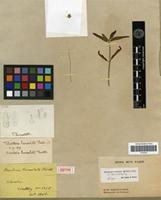 Isotype of Brandesia lanceolata Benth. [family AMARANTHACEAE]