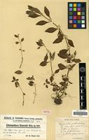 Isotype of Alternanthera reineckii Briq. [family AMARANTHACEAE]