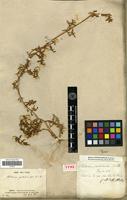 Holotype of Philoxerus portulacoides St.-Hil. [family AMARANTHACEAE]