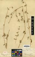 Isotype of Philoxerus diffusus R.Br. [family AMARANTHACEAE]