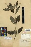 Isotype of Gomphrena tuerckheimii Uline & Bray [family AMARANTHACEAE]