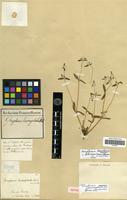 Isotype of Gomphrena leucocephala Mart. var. foliosus Suess. [family AMARANTHACEAE]