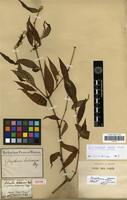 Isotype of Gomphrena holosericea Mart. [family AMARANTHACEAE]