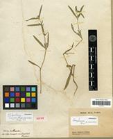 Isotype of Telanthera longipes Moq. [family AMARANTHACEAE]