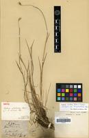 Isotype of Hordeum cylindricum Steud. [family POACEAE]