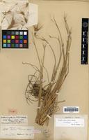 Lectotype of Elymus lechleri Steud. [family POACEAE]