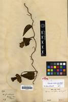 Isotype of Ipomoea hirtiflora M.Martens & Galeotti [family CONVOLVULACEAE]