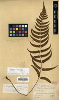 Type of Polystichum diplazioides Christ [family PTERIDOPHYTA]