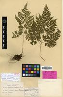 Syntype of Aspidium callopsis Franch. & Sav. [family PTERIDOPHYTA]