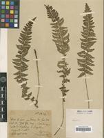Type? of Polystichum sinense (Christ) Christ [family PTERIDOPHYTA]