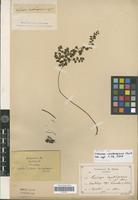 Type of Lindsaea cambodgensis Christ [family PTERIDOPHYTA]