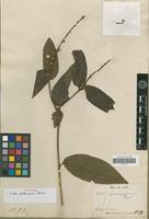 Syntype of Croton sphaerogynus Baill. [family EUPHORBIACEAE]