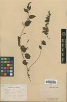 Syntype of Acalypha fournieri Müll.Arg. [family EUPHORBIACEAE]