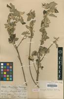 Isotype of Acalypha mandonii Müll.Arg. [family EUPHORBIACEAE]