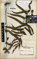 Lectotype of Aspidium jaculosum Christ [family PTERIDOPHYTA]