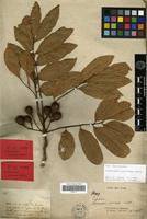 Type? of Cupaniopsis apiocarpa Radlk. [family SAPINDACEAE]