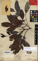 Holotype of Guioa ovalis Radlk. [family SAPINDACEAE]