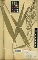 Isotype of Setaria effusa E.Fourn. [family POACEAE]