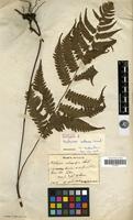 Isotype of Diplazium isobasis Christ. [family PTERIDOPHYTA]