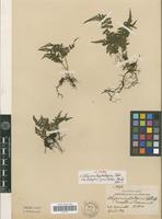 Isotype of Athyrium hyalostegium Copel. [family PTERIDOPHYTA]