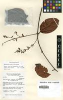 Isotype of Banisteriopsis carolina W.R.Anderson [family MALPIGHIACEAE]