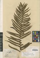 Type of Aspidium lobulatum Christ [family PTERIDOPHYTA]