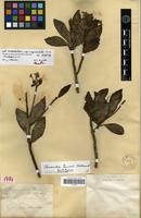 Lectotype of Hernandia temarii Nadeaud [family HERNANDIACEAE]