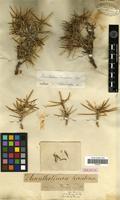 Holotype of Acantholimon heratense Bunge [family PLUMBAGINACEAE]